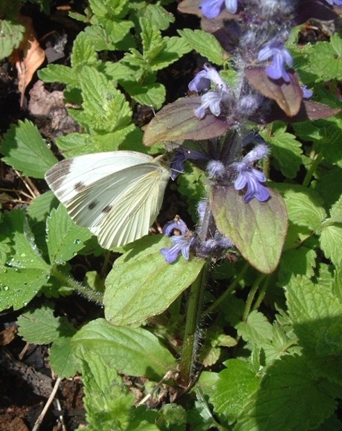 Pieris napi